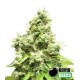 MEDI BOMB # 1 * BOMB SEEDS 5 SEMI FEM 