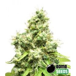 MEDI BOMB # 1 * BOMB SEEDS 5 SEMI FEM 