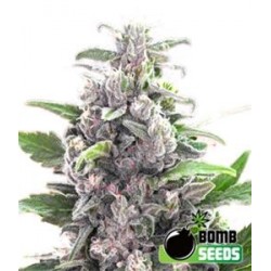 THC BOMB * BOMB SEEDS 5 SEMI FEM 