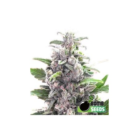 THC BOMB * BOMB SEEDS 5 SEMI FEM 