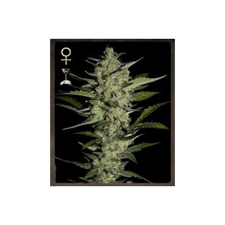 FLOWERBOMB KUSH* STRAINHUNTER 10 SEMI FEM 