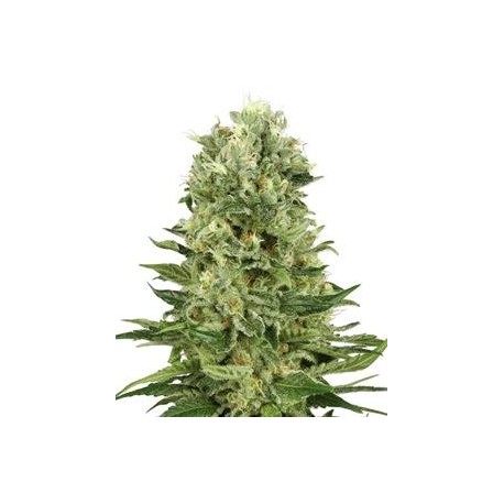 AUTO SKUNK * BIOLOGICAL SEEDS 3 SEMI