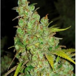 1024 * MEDICAL SEEDS FEM 1 SEME INDIVIDUAL