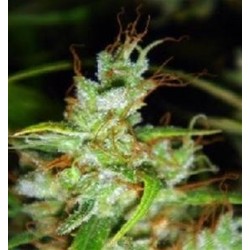 2046 * MEDICAL SEEDS FEM 1 SEME INDIVIDUAL