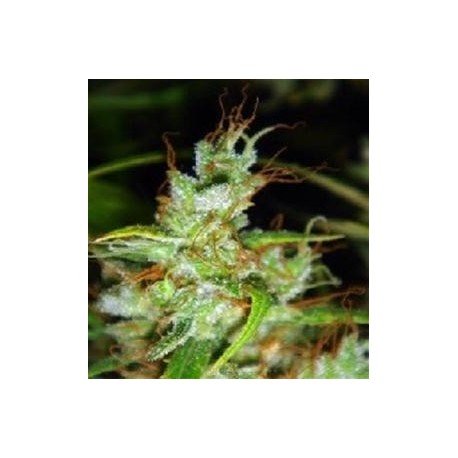 2046 * MEDICAL SEEDS FEM 1 SEME INDIVIDUAL