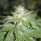 DEVIL FRUIT * MEDICAL SEEDS FEM 1 SEME INDIVIDUAL