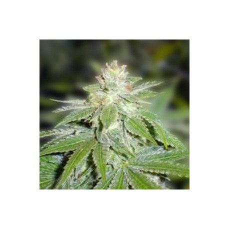 DEVIL FRUIT * MEDICAL SEEDS FEM 1 SEME INDIVIDUAL