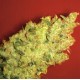 JACK LA MOTA * MEDICAL SEEDS FEM 1 SEME INDIVIDUAL