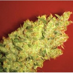 JACK LA MOTA * MEDICAL SEEDS FEM 1 SEME INDIVIDUAL