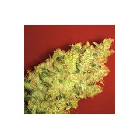 JACK LA MOTA * MEDICAL SEEDS FEM 1 SEME INDIVIDUAL