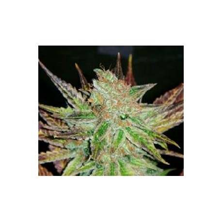 PROZACK * MEDICAL SEEDS FEM 1 SEME INDIVIDUAL