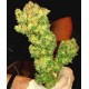 SOUR DIESEL * MEDICAL SEEDS FEM 1 SEME INDIVIDUAL