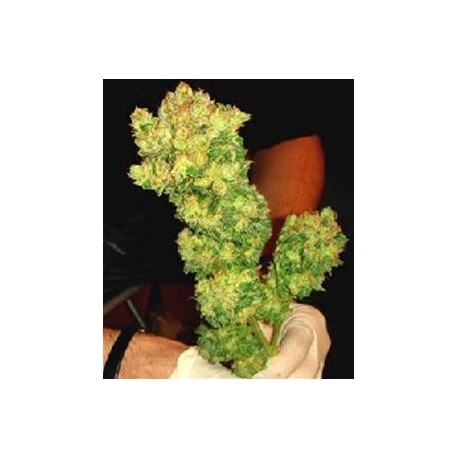 SOUR DIESEL * MEDICAL SEEDS FEM 1 SEME INDIVIDUAL