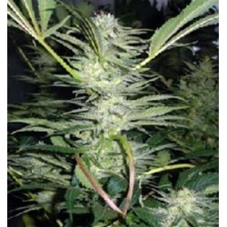 WHITE WIDOW * MEDICAL SEEDS FEM 1 SEME INDIVIDUAL