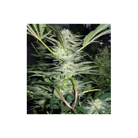 WHITE WIDOW * MEDICAL SEEDS FEM 1 SEME INDIVIDUAL