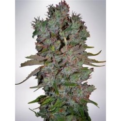 AUTO BLUEBERRY DOMINA * MINISTRY SEEDS FEMINIZED 5 SEMI