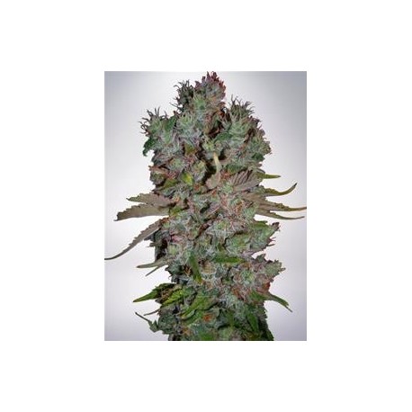 AUTO BLUEBERRY DOMINA * MINISTRY SEEDS FEMINIZED 5 SEMI