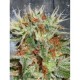 AUTO MARY JANE* MINISTRY SEEDS FEMINIZED 2 SEMI