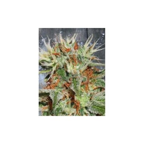 AUTO MARY JANE* MINISTRY SEEDS FEMINIZED 2 SEMI