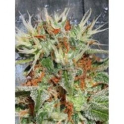 AUTO MARY JANE* MINISTRY SEEDS FEMINIZED 5 SEMI