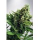 AUTO WHITE WIDOW* MINISTRY SEEDS FEMINIZED 2 SEMI