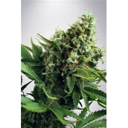 AUTO WHITE WIDOW* MINISTRY SEEDS FEMINIZED 2 SEMI