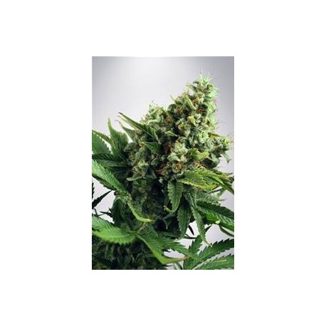 AUTO WHITE WIDOW* MINISTRY SEEDS FEMINIZED 2 SEMI