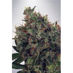 ULTRA WHITE AMNESIA* MINISTRY SEEDS FEMINIZED 2 SEMI