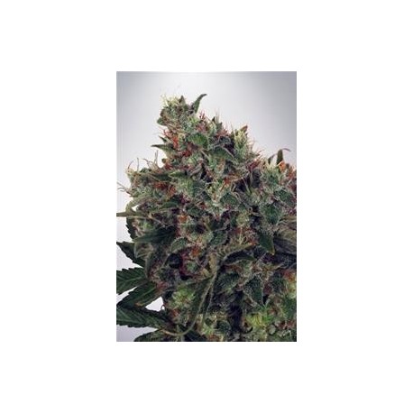 ULTRA WHITE AMNESIA* MINISTRY SEEDS FEMINIZED 2 SEMI