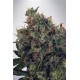 ULTRA WHITE AMNESIA* MINISTRY SEEDS FEMINIZED 5 SEMI