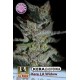 KERA CALIFORNIA LA WIDOW * KERA SEEDS 5 SEMI FEM