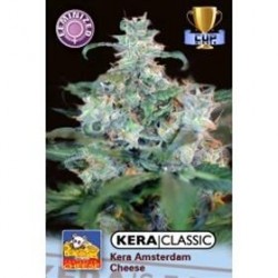 KERA AMSTERDAM CHEESE * KERA SEEDS 5 SEMI FEM