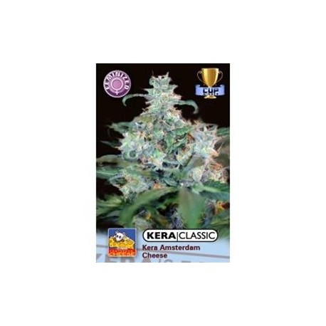 KERA AMSTERDAM CHEESE * KERA SEEDS 5 SEMI FEM