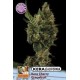 KERA CALIFORNIA CHERRY GRAPEFRUIT * KERA SEEDS 5 SEMI FEM