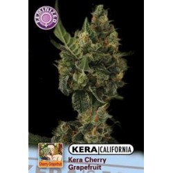 KERA CALIFORNIA CHERRY GRAPEFRUIT * KERA SEEDS 5 SEMI FEM