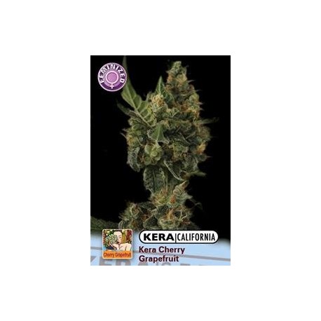 KERA CALIFORNIA CHERRY GRAPEFRUIT * KERA SEEDS 5 SEMI FEM