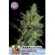 KERA CALIFORNIA NUGGET* KERA SEEDS 5 SEMI FEM