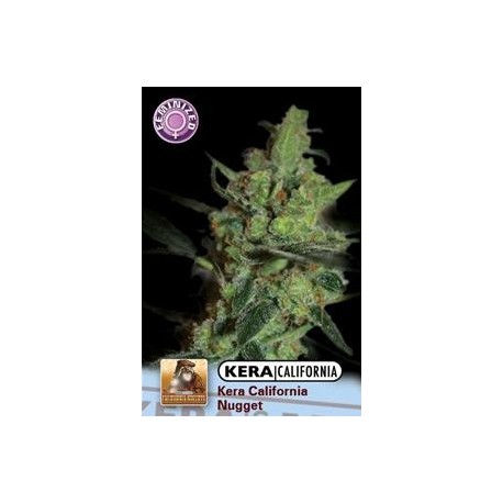 KERA CALIFORNIA NUGGET* KERA SEEDS 5 SEMI FEM