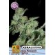 KERA CALIFORNIA PINEAPPLE SATIVA * KERA SEEDS 5 SEMI FEM