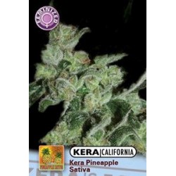 KERA CALIFORNIA PINEAPPLE SATIVA * KERA SEEDS 5 SEMI FEM