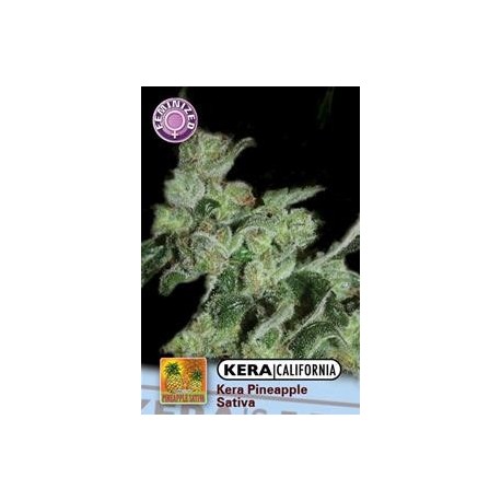 KERA CALIFORNIA PINEAPPLE SATIVA * KERA SEEDS 5 SEMI FEM