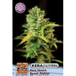 KERA CALIFORNIA VENICE BEACH AFGHAN * KERA SEEDS 5 SEMI FEM