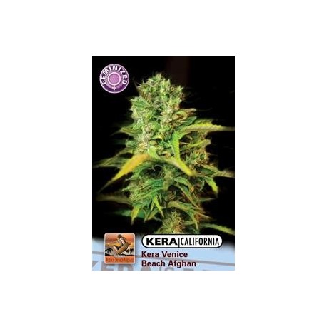 KERA CALIFORNIA VENICE BEACH AFGHAN * KERA SEEDS 5 SEMI FEM