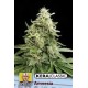 KERA AMNESIA GOLD * KERA SEEDS 10 SEMI FEM