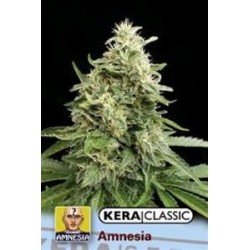 KERA AMNESIA GOLD * KERA SEEDS 10 SEMI FEM