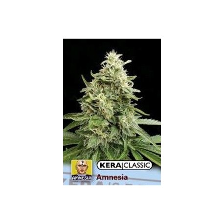 KERA AMNESIA GOLD * KERA SEEDS 10 SEMI FEM