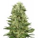 AUTO SKUNK * BIOLOGICAL SEEDS 5 SEMI