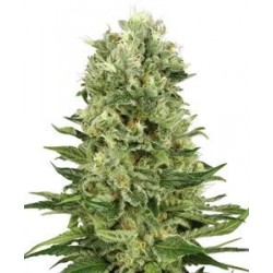 AUTO SKUNK * BIOLOGICAL SEEDS 1 SEME