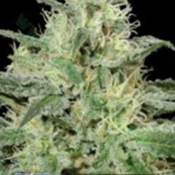 CRITICAL * KERA SEEDS CLASSIC 10 SEMI FEM