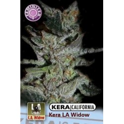 KERA CALIFORNIA LA WIDOW * KERA SEEDS 10 SEMI FEM